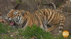 Тигр Амур и другие. Доброе утро. Фрагмент выпуска от 22.05.2020