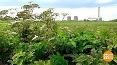 Борщевик: срезать и посолить! Доброе утро. Фрагмент выпуска от 25.05.2020