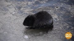 Привет, бобры! Зачем пожаловали? Доброе утро. Фрагмент выпуска от 27.05.2020