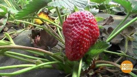 Клубничный баттл. Доброе утро. Фрагмент выпуска от 27.05.2020