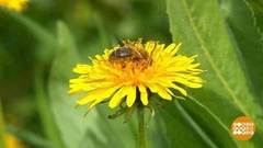 Где одуванчики — там лето. Доброе утро. Фрагмент выпуска от 28.05.2020