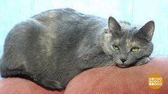 Как не надоесть коту. Доброе утро. Суббота. Фрагмент выпуска от 30.05.2020