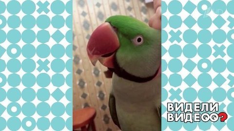 Попугай исполняет хит интернета. Видели видео? Фрагмент выпуска от 31.05.2020