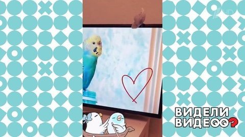 Влюбленный попугай. Видели видео? Фрагмент выпуска от 31.05.2020