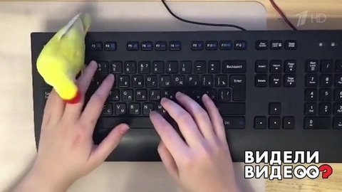 Попугай, дай поработать! Видели видео? Фрагмент выпуска от 31.05.2020
