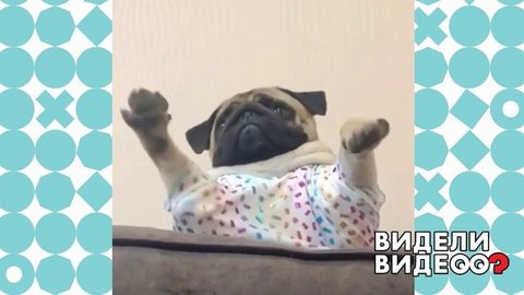 Мопс учится танцевать. Видели видео? Фрагмент выпуска от 31.05.2020