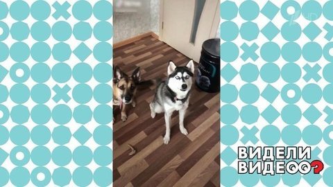 Командный проницательный взгляд. Видели видео? Фрагмент выпуска от 31.05.2020
