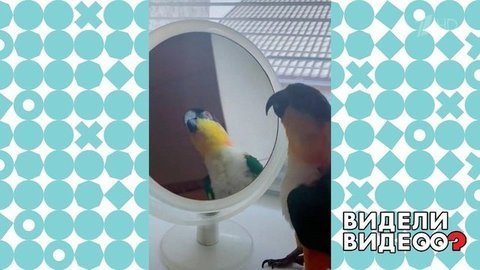 Пернатый любитель танцев. Видели видео? Фрагмент выпуска от 31.05.2020