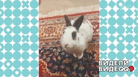 Дрессированная крольчиха. Видели видео? Фрагмент выпуска от 31.05.2020