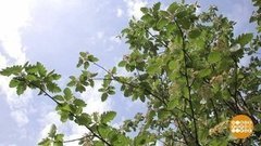 Ой, рябина кудрявая… Доброе утро. Фрагмент выпуска от 02.06.2020