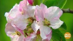 Яблони в цвету. Доброе утро. Фрагмент выпуска от 03.06.2020