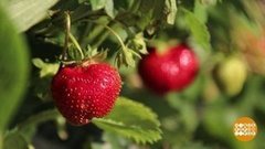 Клубника? Земляника? Главное — вкусная! Доброе утро. Фрагмент выпуска от 08.06.2020