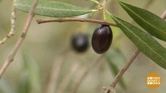 Оливковая роща в теплице. Доброе утро. Фрагмент выпуска от 10.06.2020