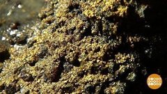 Чем богаты? Праздничный канал. Фрагмент выпуска от 12.06.2020