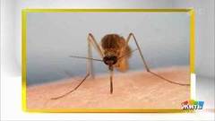 Кого кусают комары? Жить здорово! Фрагмент выпуска от 16.06.2020