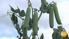 Путь гороха: от поля до банки. Доброе утро. Фрагмент выпуска от 17.06.2020