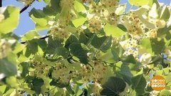 Липа цветет! Доброе утро. Фрагмент выпуска от 18.06.2020