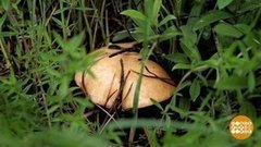 На охоту за маслятами. Доброе утро. Фрагмент выпуска от 19.06.2020