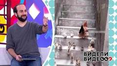 Кот-пианист, ревнивый чихуахуа, жадные хорьки. Видели видео? Часть 2