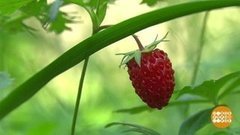 В лес за земляникой! Доброе утро. Фрагмент выпуска от 22.06.2020