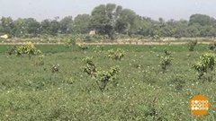 В мире. Борьба с саранчой. Доброе утро. Фрагмент выпуска от 29.06.2020