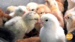 Юнцы желторотые. Доброе утро. Фрагмент выпуска от 01.07.2020