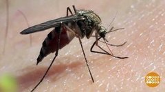 Чур, не кусаться! Доброе утро. Фрагмент выпуска от 03.07.2020