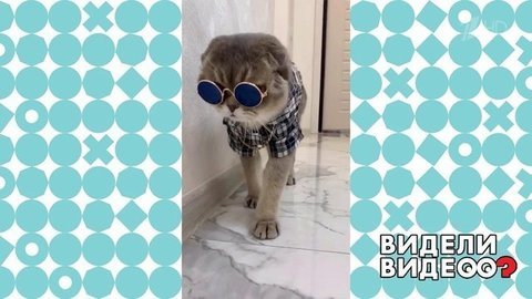 Кот-модник. Видели видео? Фрагмент выпуска от 05.07.2020
