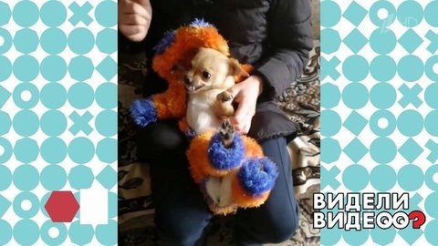 Пес, который не любит наряжаться. Видели видео? Фрагмент выпуска от 05.07.2020