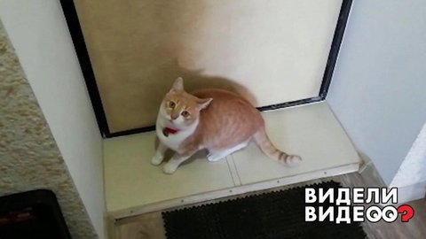 Котопес. Видели видео? Фрагмент выпуска от 05.07.2020