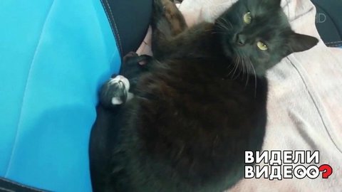Кошка принесла котят на воспитание. Видели видео? Фрагмент выпуска от 05.07.2020