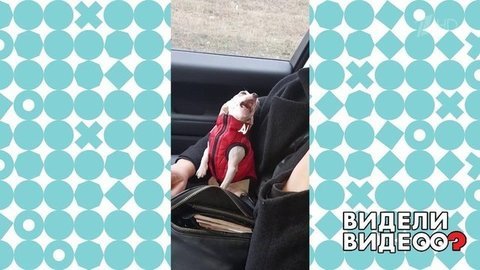 Чихуахуа — оперная дива. Видели видео? Фрагмент выпуска от 05.07.2020