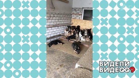 Слишком самостоятельные песики. Видели видео? Фрагмент выпуска от 05.07.2020