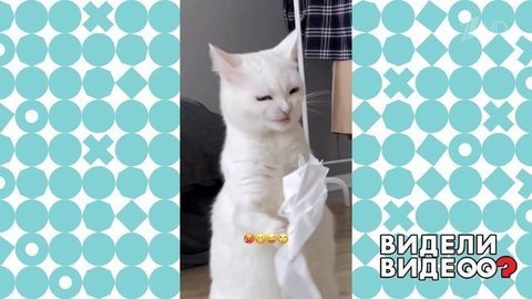 Кошка попыталась съесть салфетку. Видели видео? Фрагмент выпуска от 05.07.2020