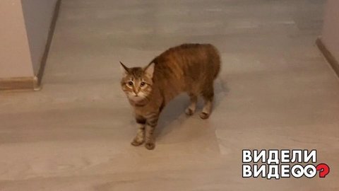 Как шокировать кошку. Видели видео? Фрагмент выпуска от 05.07.2020