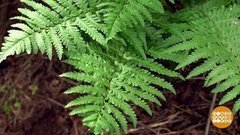 С новосельем, папоротник! Доброе утро. Фрагмент выпуска от 06.07.2020