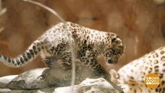 В мире. Редкие леопардята. Доброе утро. Фрагмент выпуска от 06.07.2020