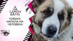80-килограммовый алабай загрыз женщину на глазах ее сына. На самом деле. Выпуск от 07.07.2020