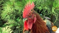 Купите петуха! Доброе утро. Фрагмент выпуска от 08.07.2020