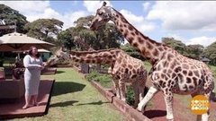 В мире. Редкие жирафы. Доброе утро. Фрагмент выпуска от 08.07.2020