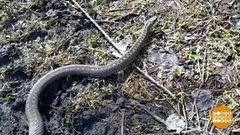 Гадюка, какая ты гадюка! Доброе утро. Фрагмент выпуска от 09.07.2020