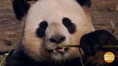 В мире. Пандомания в Токио. Доброе утро. Фрагмент выпуска от 10.07.2020