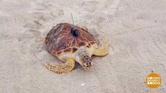 В мире. Заплыв черепах. Доброе утро. Фрагмент выпуска от 10.07.2020