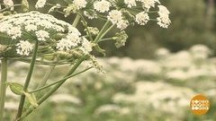 Злой и страшный борщевик. Доброе утро. Фрагмент выпуска от 13.07.2020