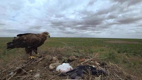 «Красное и черное». Документальный фильм о редких и исчезнувших видах