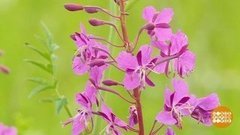 Иван-чай: собираем и квасим! Доброе утро. Фрагмент выпуска от 14.07.2020