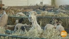 В мире. Стрижка овец. Доброе утро. Фрагмент выпуска от 17.07.2020