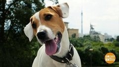 Куда бежишь, Макс? Доброе утро. Фрагмент выпуска от 20.07.2020