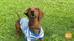 Мы — таксы, но мы — в тельняшках! Доброе утро. Фрагмент выпуска от 23.07.2020