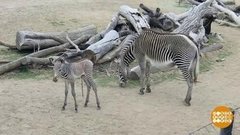 В мире. Юная зебра. Доброе утро. Фрагмент выпуска от 29.07.2020